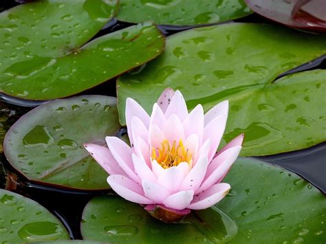 Lotus Lily Aquatic Flower Leaf Plant Water Lily Water Lake