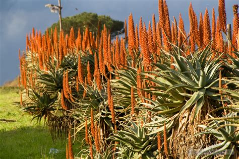 Apr 06, 2020 · calamondin orange trees produce tiny, very sour fruits, and even better, fragrant white flowers that will make your room smell amazing. Orange Aloe flowers | Cape Town Daily Photo
