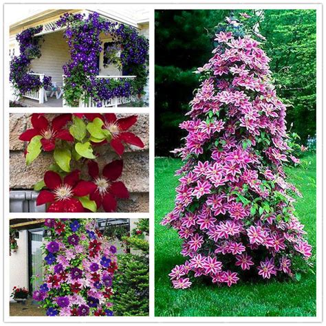 If they lack both enough. egrow 100pcs clematis flower seeds perennial vines ...