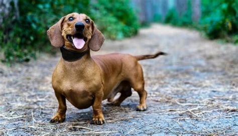 ¿cuántos Tipos De Perro Salchicha Hay Tamaño Pelo Colores Fotos