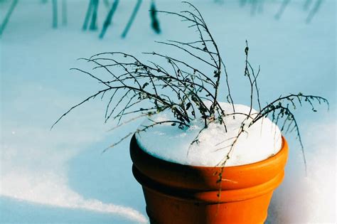 Inexpensive Ways To Help Potted Plants Survive Winter Off The Grid News