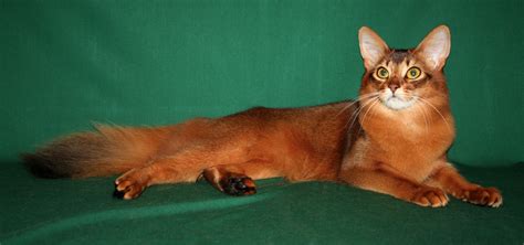 Somali Cat Purrfect Cat Breeds