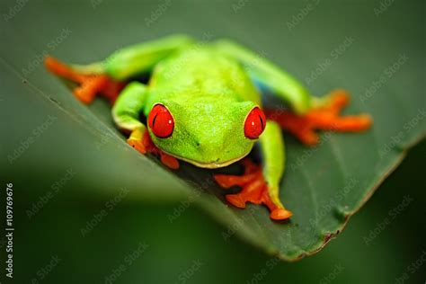Red Eyed Tree Frog Agalychnis Callidryas Animal With Big Red Eyes In