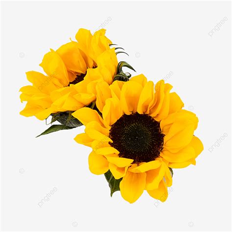 We did not find results for: Girasole Di Fiori Che Sbocciano Natura, Fiore Del Sole ...
