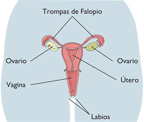 Aparato Reproductor Femenino El E Libro De Las Ciencias Naturales