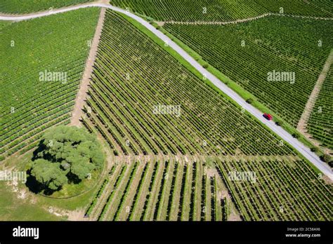 Aerial View Of The Cedar Of Lebanon On The Monfalletto Hill La Morra