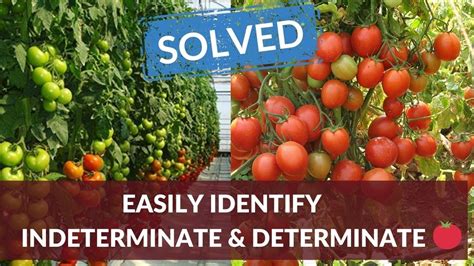 Solved Easily Identify Indeterminate Tomato Plants From Determinate