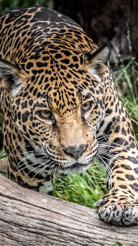 Jaguar Wild Cat Predator Wild Iphone 7 Iphone 8 Background