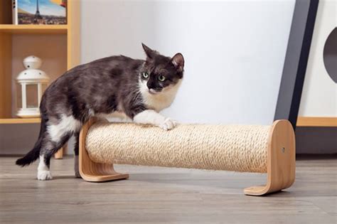 Why Do Cats Need A Scratching Post Pet Guides Health Gear Articles