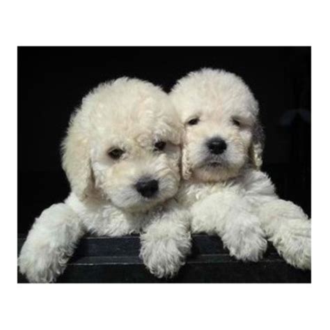 In addition, rescuing a doodle is significantly cheaper than buying a goldendoodle or labradoodle from a breeder. Doodle Bugs Doodles, Goldendoodle Breeder in Momence,il ...