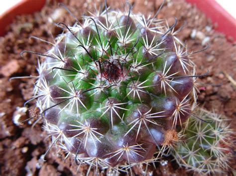 How to prepare cactus cuttings? Design Green India: Best Tips For Growing Cactus At Home
