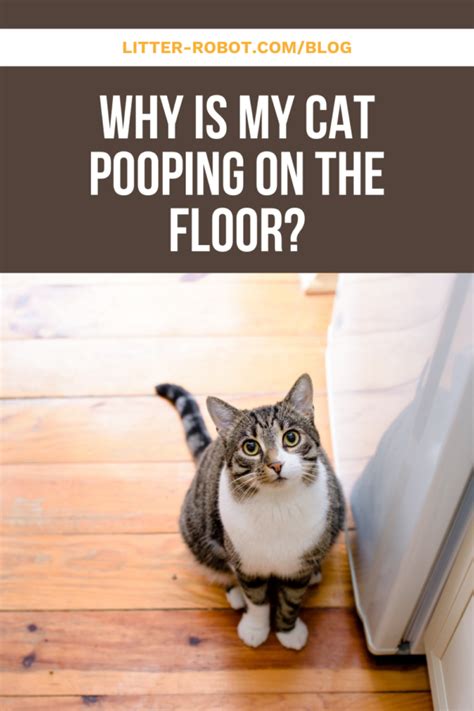 Why Is My Cat Pooping On The Floor Reasons And How To Stop