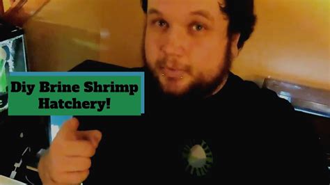 Diy Brine Shrimp Hatchery Youtube