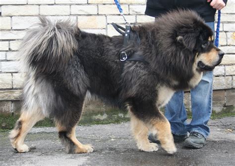 Tibetan Mastiff Dog Info, Puppies, Sale Cost, Facts, Pictures You can download 567*489 of cartoon dog now.