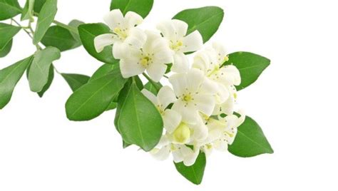 How do i choose the best jasmine perfume? Indian Jasmine Sambac perfume, Indian Jasmine Sambac ...