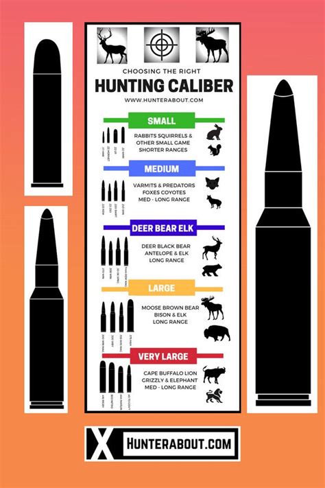 Hunting Caliber Infographic Choosing Your Bullet Guide With Images