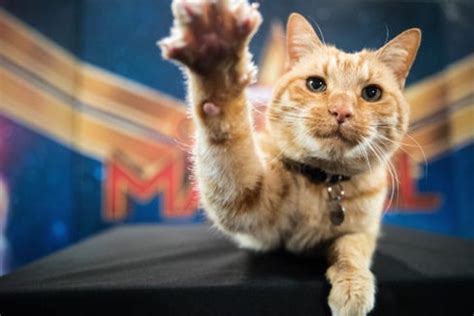 No, cats are not baby killers. 'Captain Marvel': 5 things you need to know about Goose ...