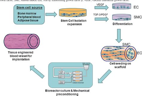 Figure 1 From Scaffolds In Tissue Engineering Of Blood Vessels