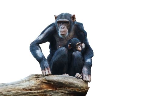 Fondo El Mono Grande Del Chimpancé Vive En El Parque Tropical Foto E