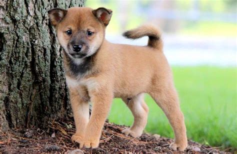 Harper Shiba Inu Mix Puppy For Sale Keystone Puppies