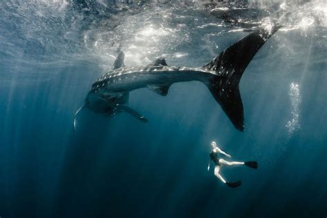 Amazing Photos Of Model Swimming With A Whale Sharks