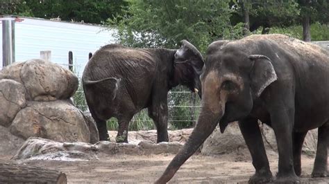 Shannon The New Topeka Zoo Elephant Splashing Youtube