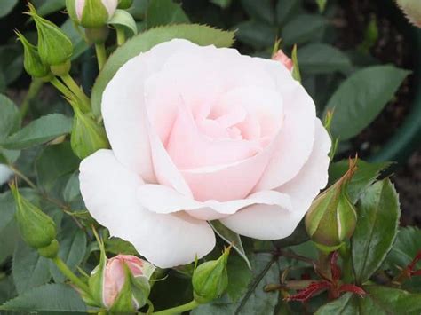 Many Happy Returns 2ft 60cm Patiostandard Rose Roses Victoria