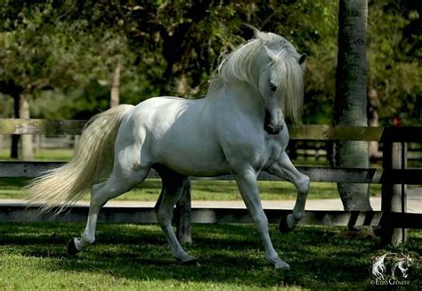 Beautiful Horses Andalusian Horse Beautiful Horses