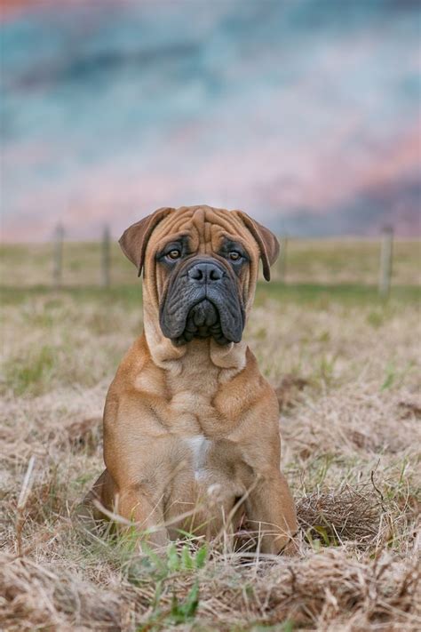 407 Best Images About Bullmastiff On Pinterest