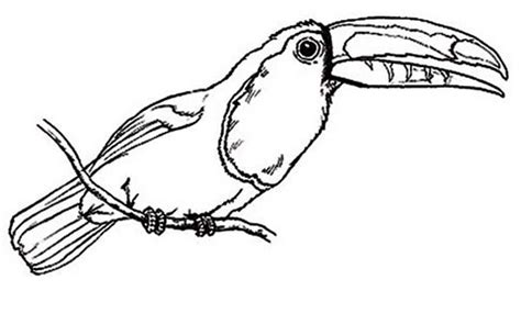 Free and super easy to access as these toucan coloring pages are available online. Awesome Bird Toucan Coloring Page: Awesome Bird Toucan Coloring Page - Coloring Sun