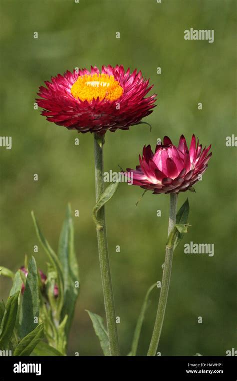 Strawflower Stock Photo Alamy