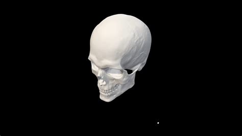 Skull 3d Model Youtube