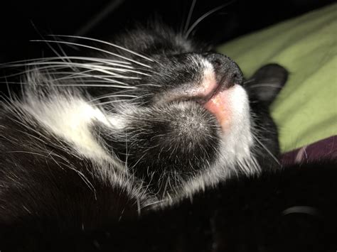 Cat Lip Swollen Allergies Cat Meme Stock Pictures And Photos