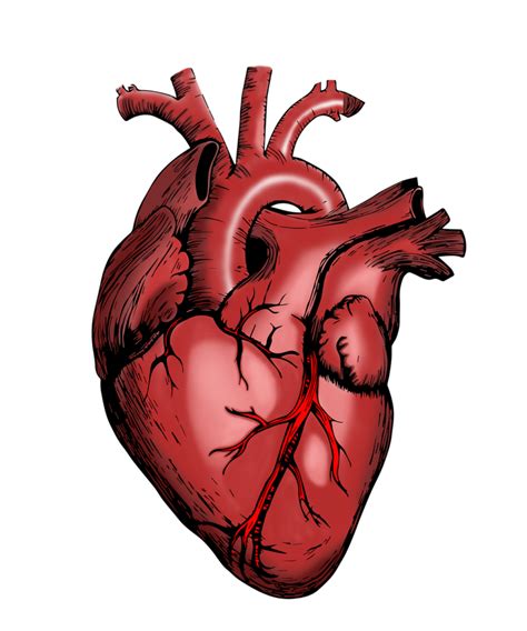 Mengenal Anatomi Jantung Dan Fungsinya Pada Tubuh