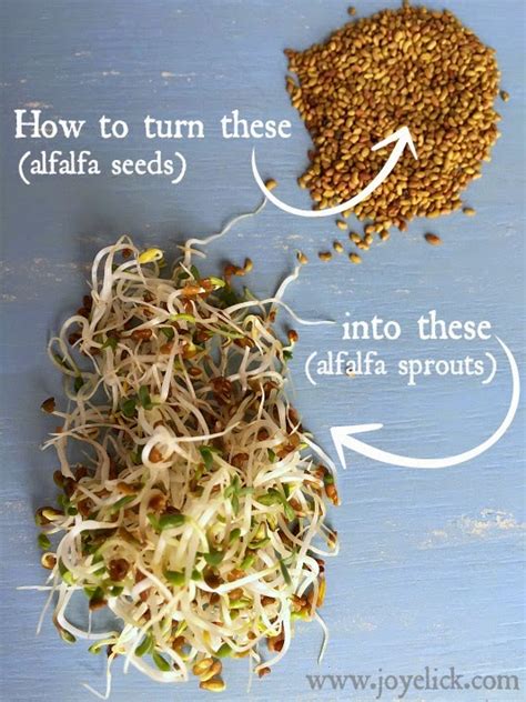 How To Grow Sprouts At Home A Year Round Food Source Thats Fast And