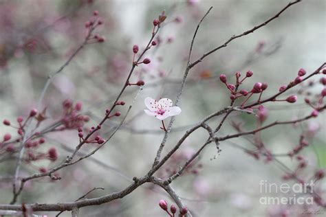 Blossom In The Mist Photograph By Linda Lees Fine Art America