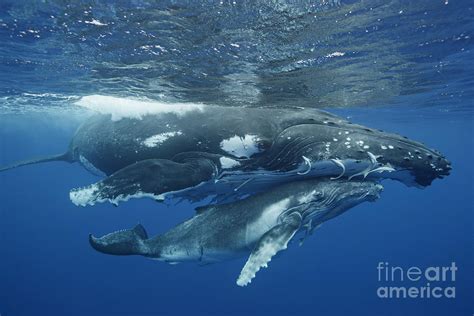 Baby Humpback Whale
