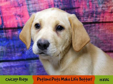 Labrador Retriever Dog Female Yellow 2998701 Petland Pets And Puppies