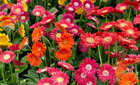 How To Grow Better Gerbera Daisies Garden Gate