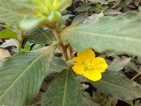 Ludwigia Peruviana Efloraofindia
