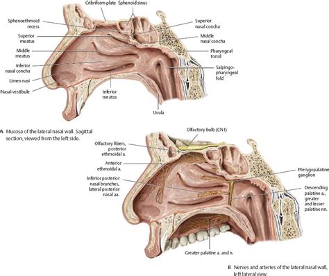 Nasal Cavity Nose Atlas Of Anatomy