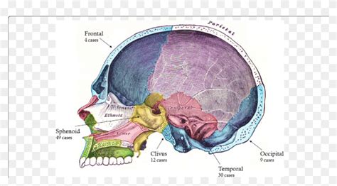Diagrammatic Representation Of The Human Skull In Sagittal Palatine