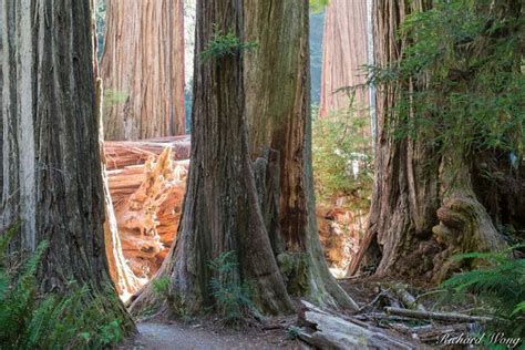 Old Growth Redwoods Jedediah Smith Photo Richard Wong Photography
