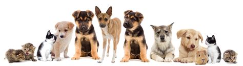 View our wide variety of available puppies for sale including golden retriever, pomeranian, german shepherd, lab puppies & more at petland in chicago and naperville, illinois. Special Orders Available - Petland Lewis Center - Columbus ...