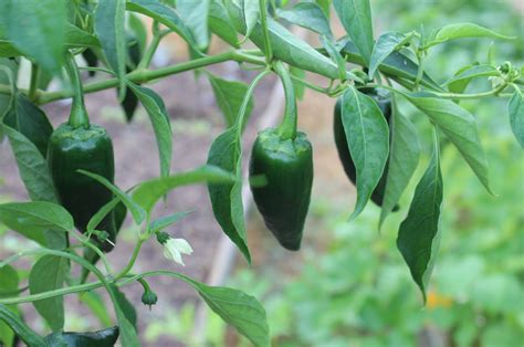 Growing Poblano Peppers Capsicum Annuum V Poblano