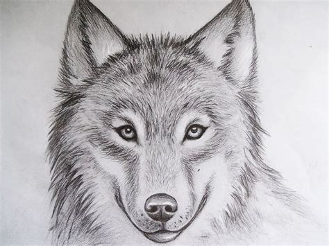 Desenhos De Lobo Para Imprimir MODISEDU