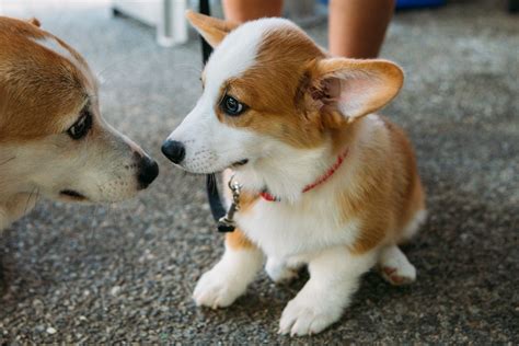 We have 5 children(and an ever growing family)! Photos : Over 150 Corgis at the 2014 Pacific Northwest ...