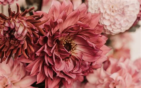 Download Wallpaper 3840x2400 Dahlias Flowers Bouquet Pink 4k Ultra