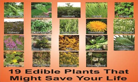 Surviving In The Wild 19 Common Edible Plants That Just Might Save