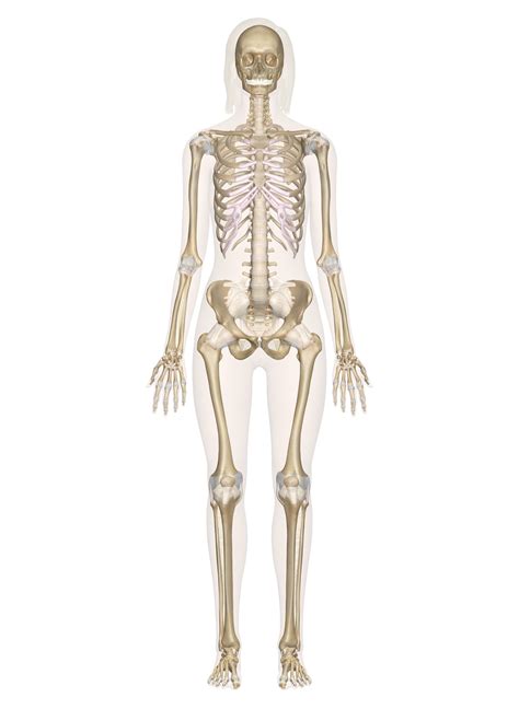 It stretches all the way across a joint (the place where two bones meet) and then attaches again to another bone. Skeletal System - Labeled Diagrams of the Human Skeleton